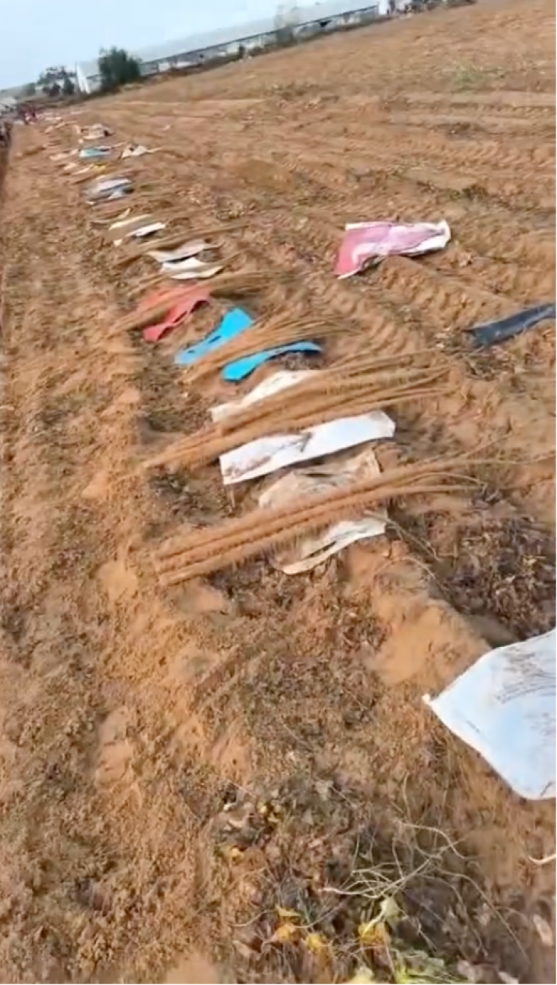 山药紫药大量有货对接市场档口欢迎咨询