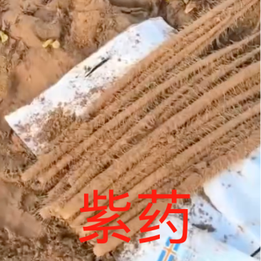 山药紫药大量有货对接市场档口欢迎咨询