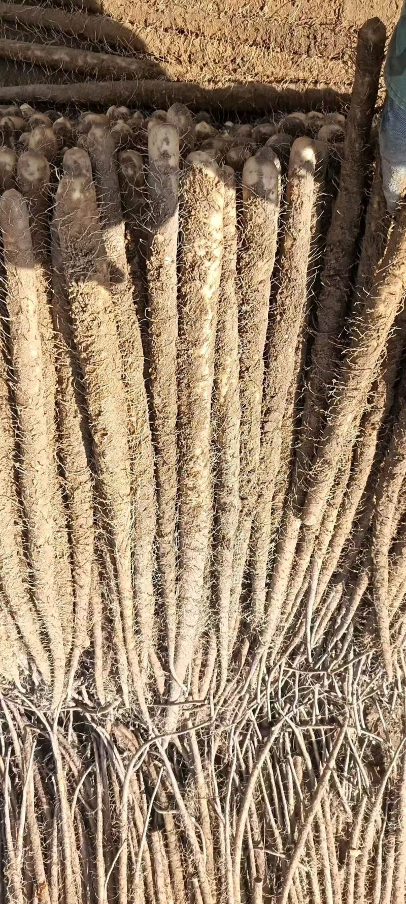 山药紫药大量有货对接市场档口欢迎咨询