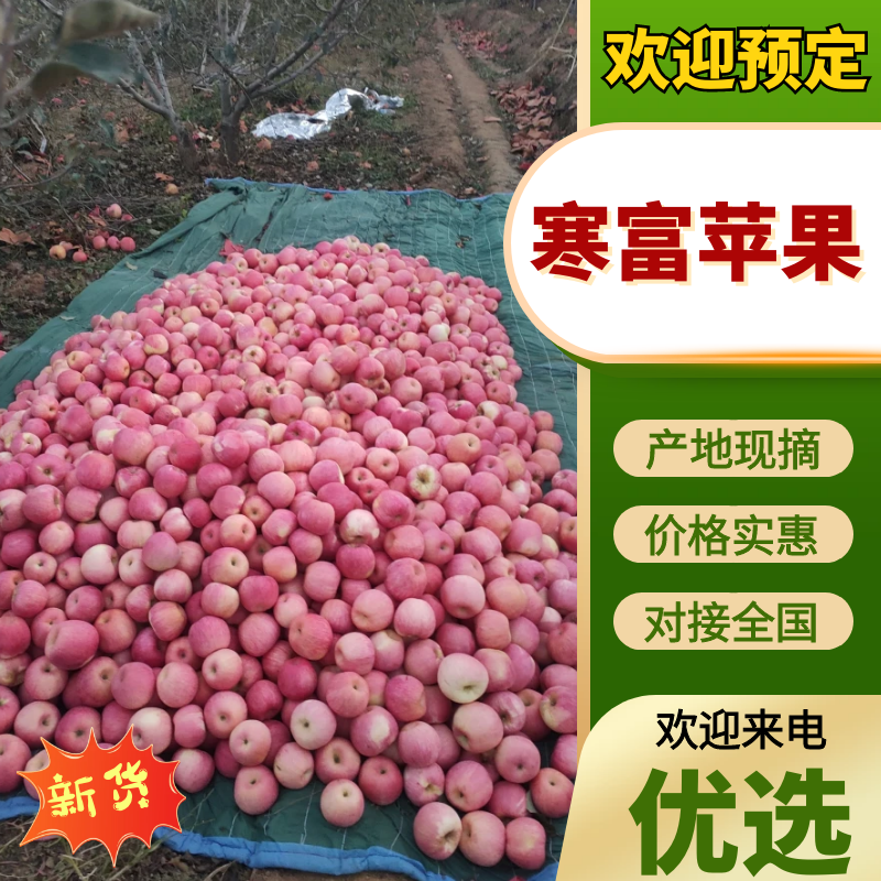 寒富苹果辽宁苹果产地直发品质保障对接全国量大优惠