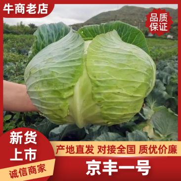 京丰1号甘蓝湖北甘蓝产地一手货源品质保障量大优惠