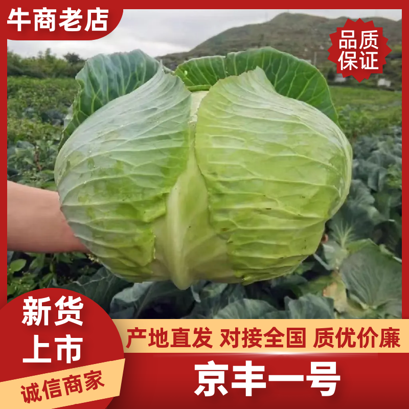 京丰1号甘蓝湖北甘蓝产地一手货源品质保障量大优惠