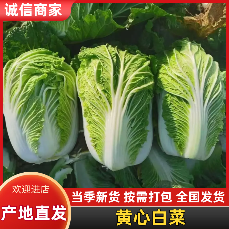 黄心白菜湖北白菜产地一手货源对接全国视频看货
