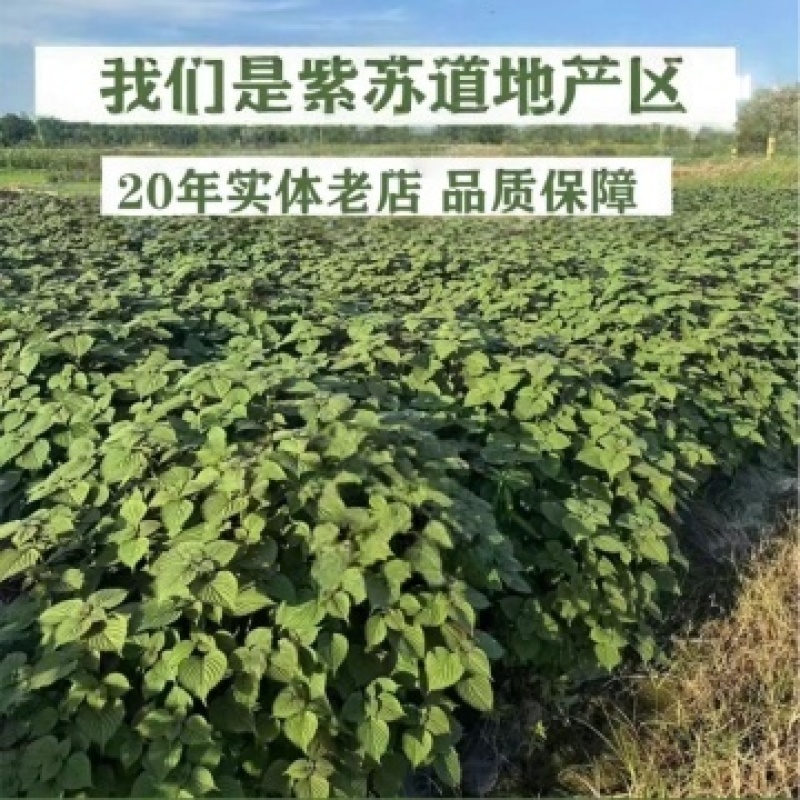 紫苏子紫苏种子紫苏叶种籽盆栽可食用种植苗四季籽种蔬菜孑苏