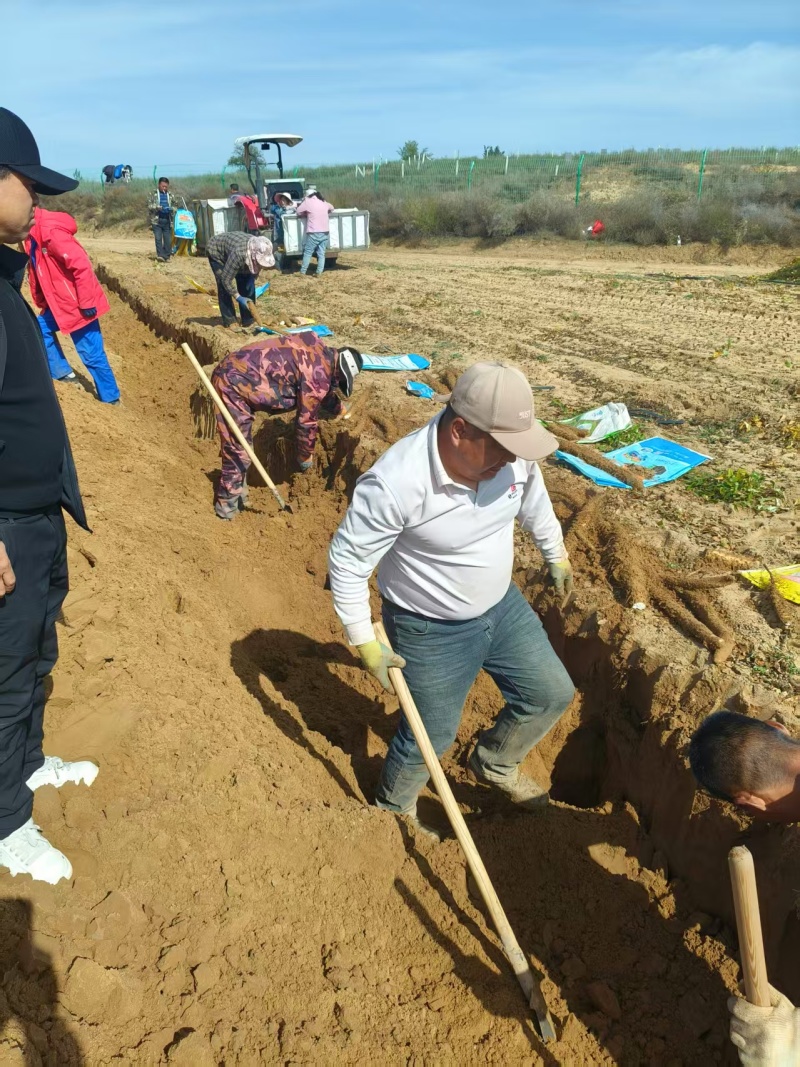 山药紫药大量有货对接市场档口欢迎咨询