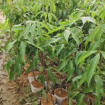 无核荔枝苗嫁接苗土球苗，自产自销规格齐全，品质保证发全国