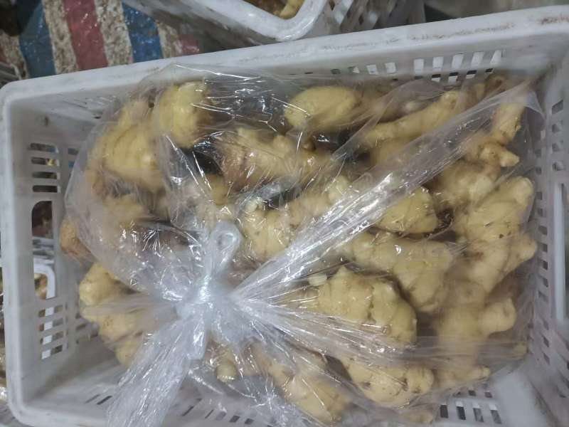 陕西渭南大黄姜新鲜上市现挖现发量大价优欢迎咨询合作