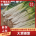 【精品】山东大葱/钢葱/一手货源/量大从优/品质保证