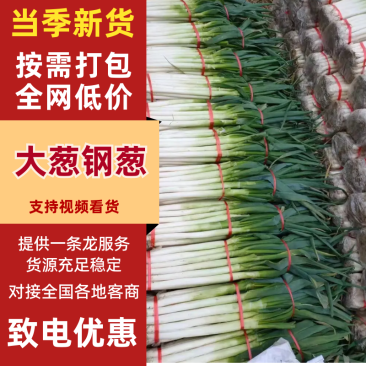 【精品批发】山东大葱日本钢葱/产地直发/量大价优一手货源