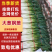 【精品批发】山东大葱日本钢葱/产地直发/量大价优一手货源
