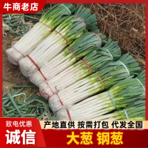 山东【精品货】日本钢葱/大葱产地直发/一手货源/量大从优