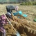 【销量过万】精品热卖白玉山药大量上市欢迎选购