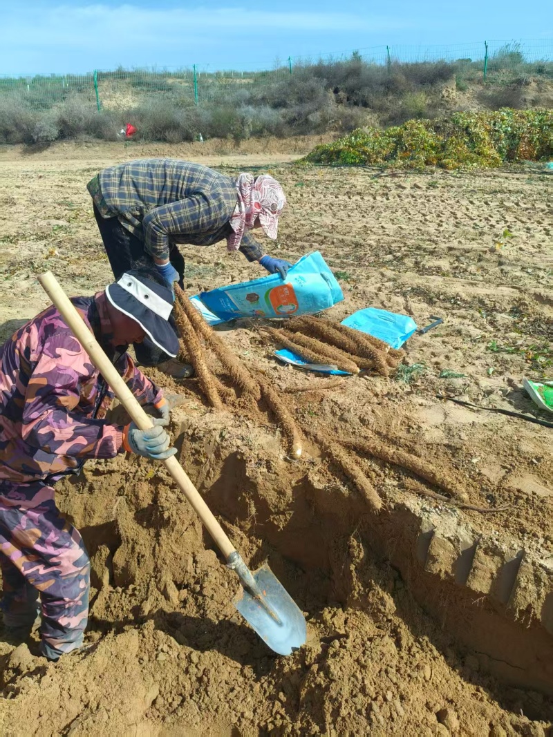 【销量过万】精品热卖白玉山药大量上市欢迎选购