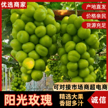 （实力热卖）阳光玫瑰葡萄对接电商商超批发零售外贸出口