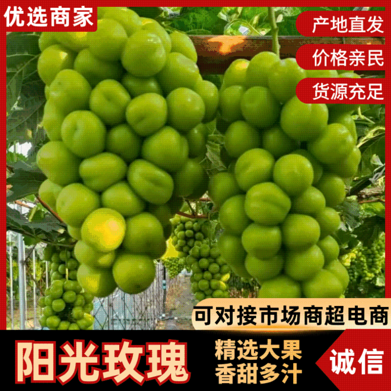 （实力热卖）阳光玫瑰葡萄对接电商商超批发零售外贸出口