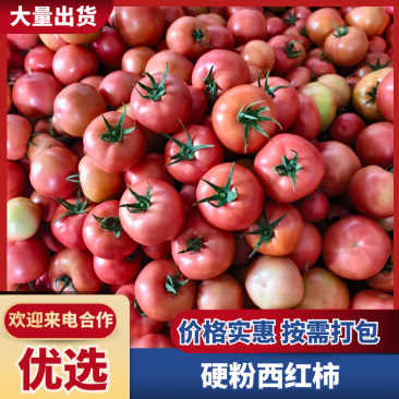 硬粉西红柿云南西红柿产地直发品质保障量大优惠