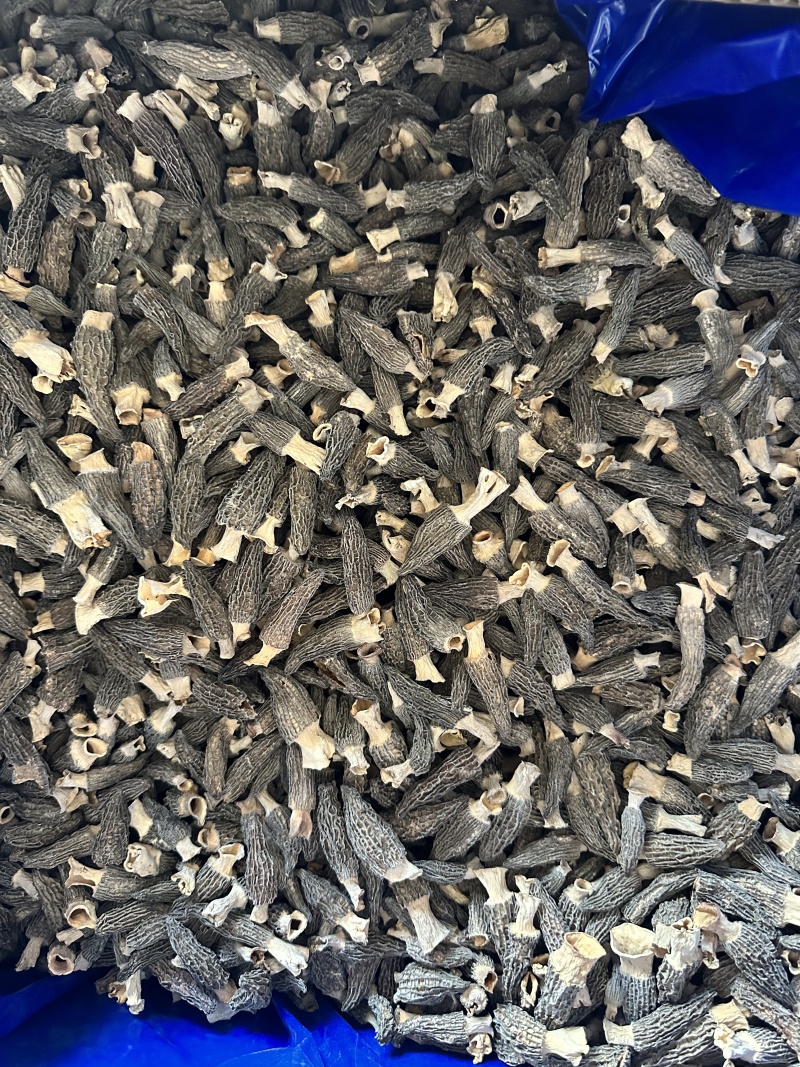 【精选】羊肚菌干货剪柄去泥肉质细嫩营养丰富欢迎咨询选购