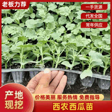 嫁接西瓜苗品种齐全,8424,美都,西农八号,育苗基地直供