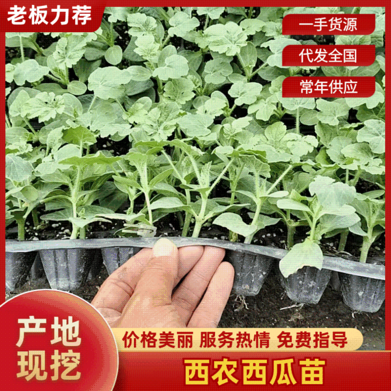 嫁接西瓜苗品种齐全，8424，美都，西农八号，育苗基地直供