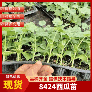 优质嫁接西瓜苗美都苗龄40天左右适合从插抗病高产