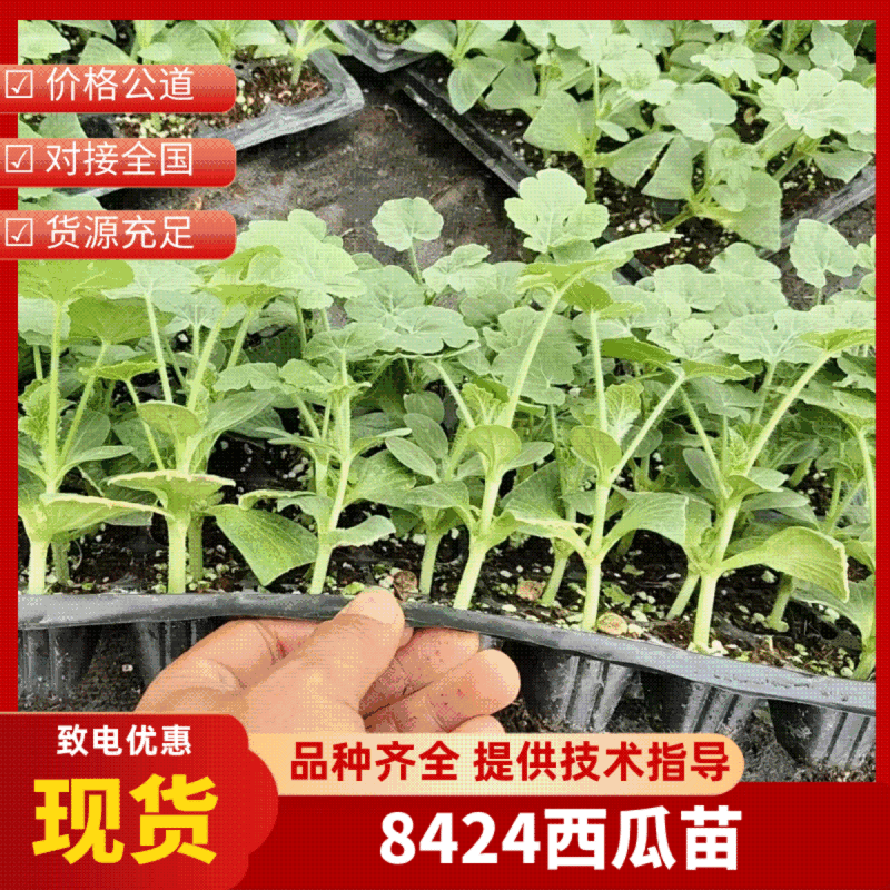 优质嫁接西瓜苗美都苗龄40天左右适合从插抗病高产