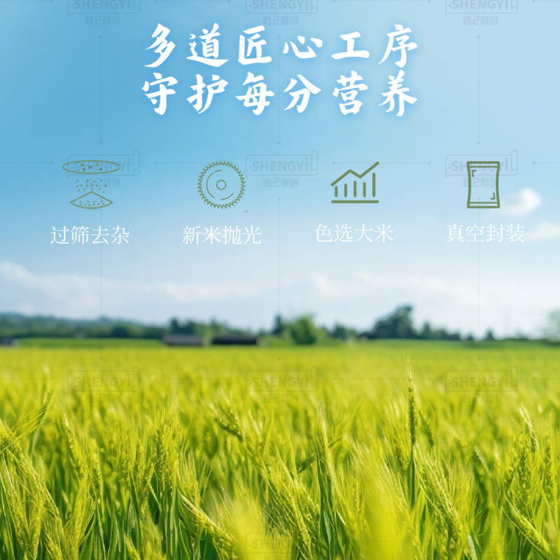 胚芽米大米产地直供大量有货质量保证一手货源全国对接