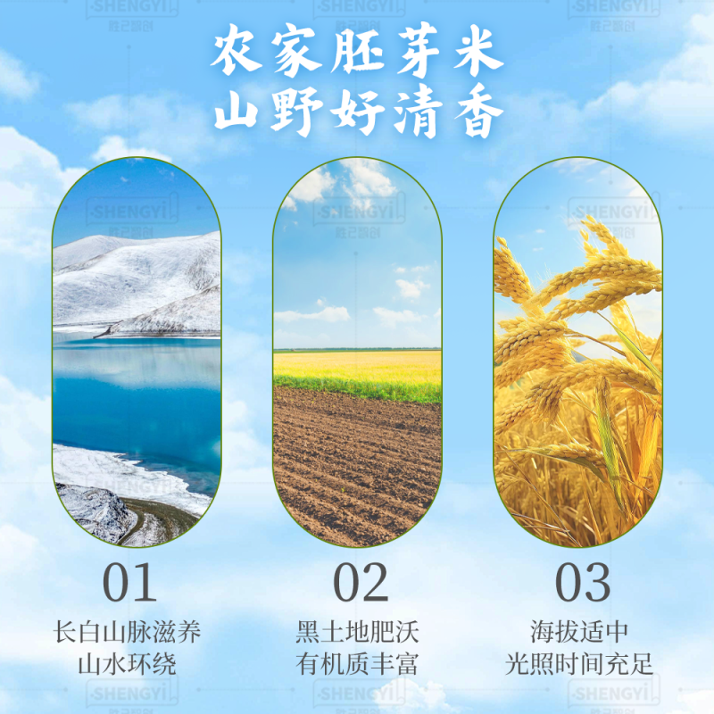 胚芽米大米产地直供大量有货质量保证一手货源全国对接