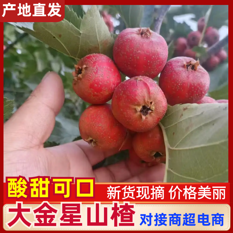 山东冠县切片山楂罐头果商品果大量上市需要的联系吧