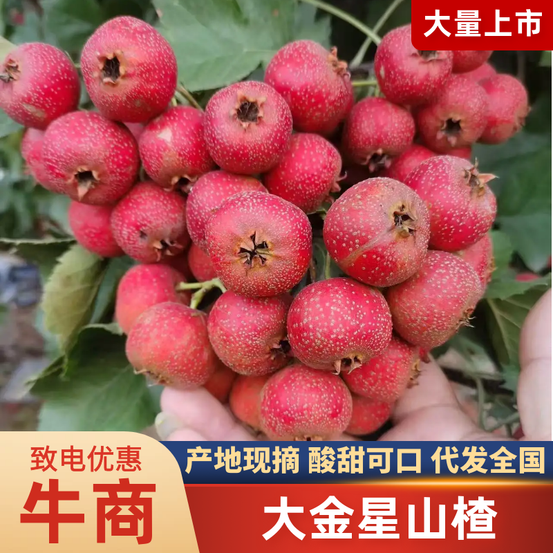 山东冠县切片山楂罐头果商品果大量上市需要的联系吧