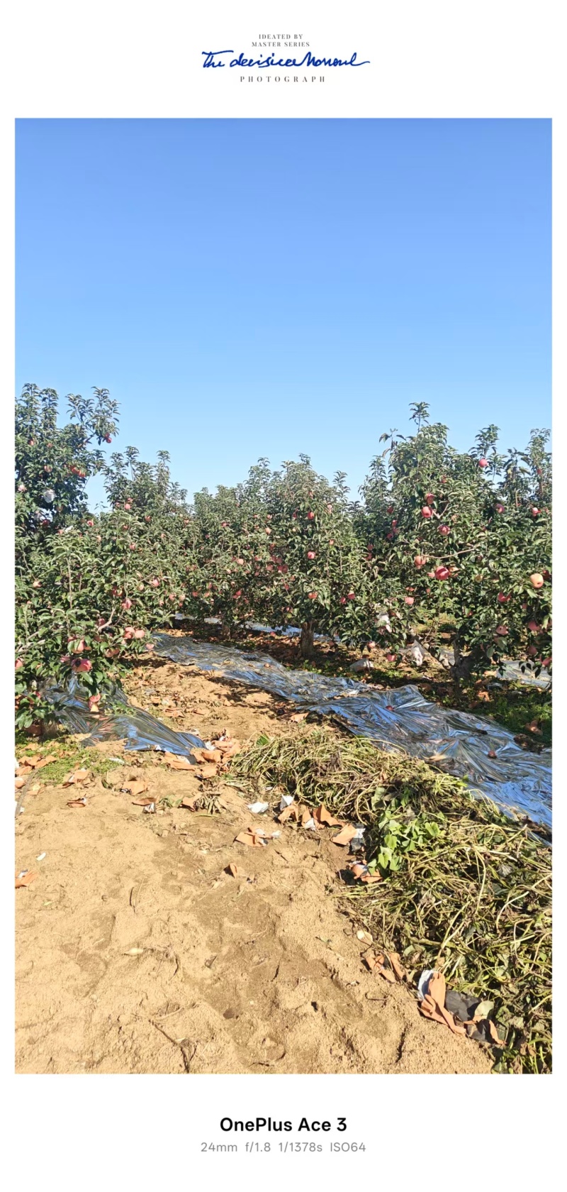 寒富苹果辽宁苹果产地直发品质保障对接全国量大优惠