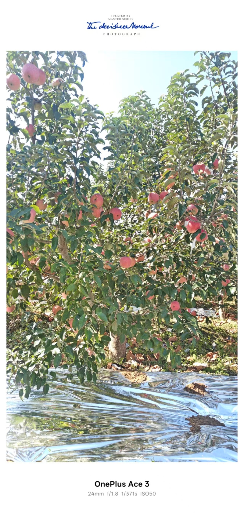 寒富苹果辽宁苹果产地直发品质保障对接全国量大优惠
