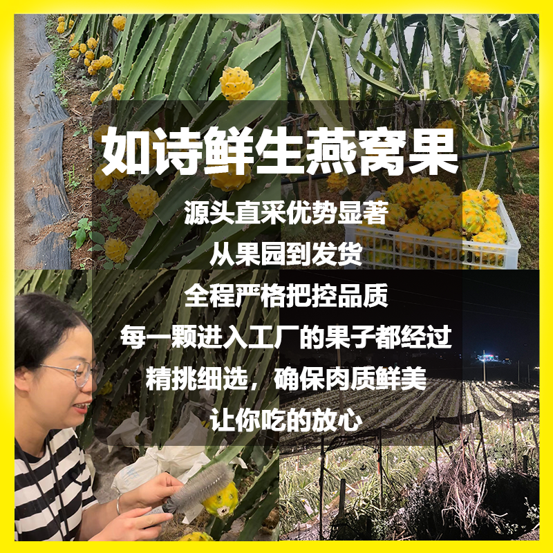 云南版纳大果园基地，燕窝果精品果A果市场精品A果甜度好