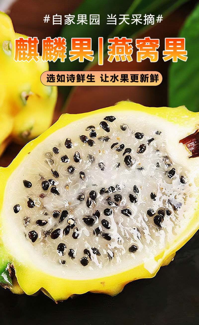 云南版纳大果园基地，燕窝果精品果A果市场精品A果甜度好