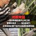 云南版纳大果园基地，燕窝果精品果A果市场精品A果甜度好