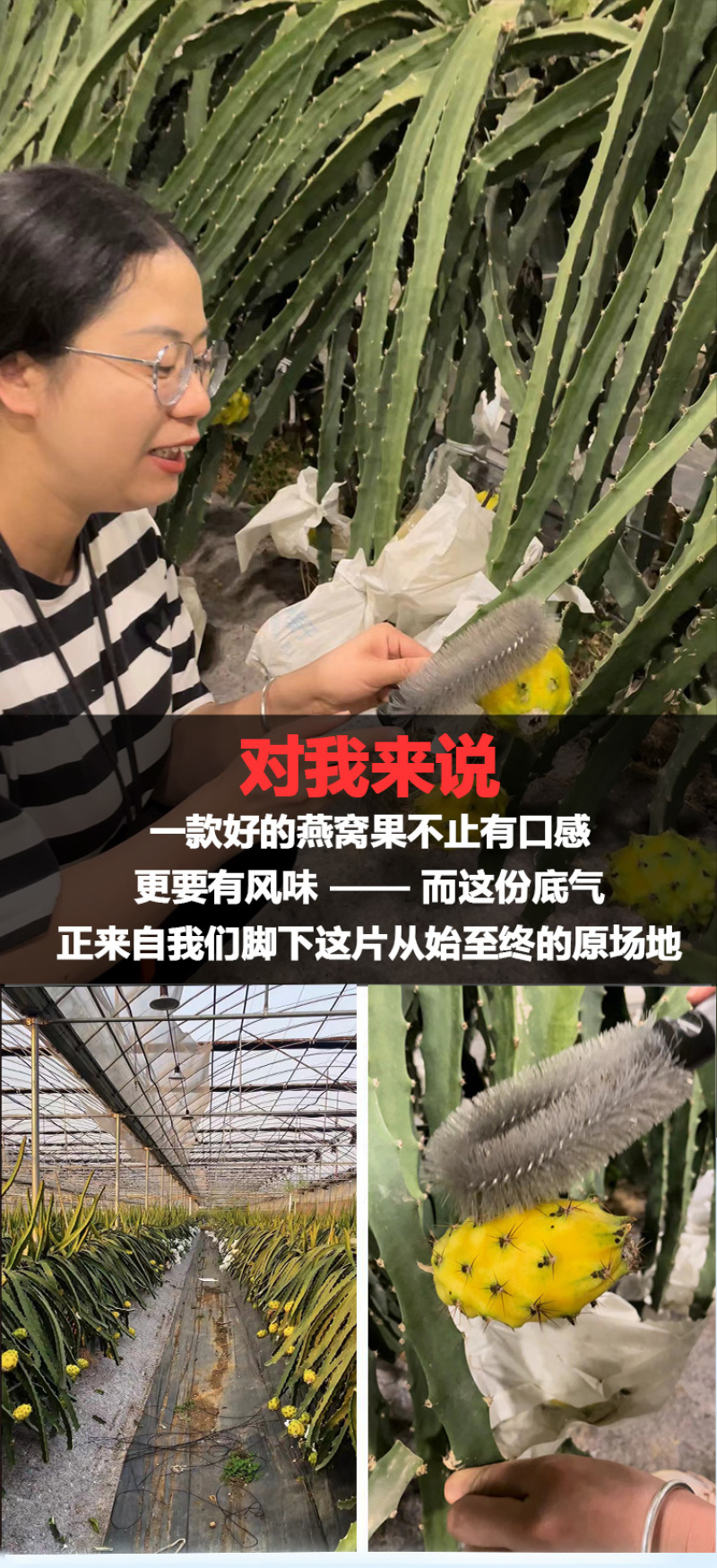 云南版纳大果园基地，燕窝果精品果A果市场精品A果甜度好
