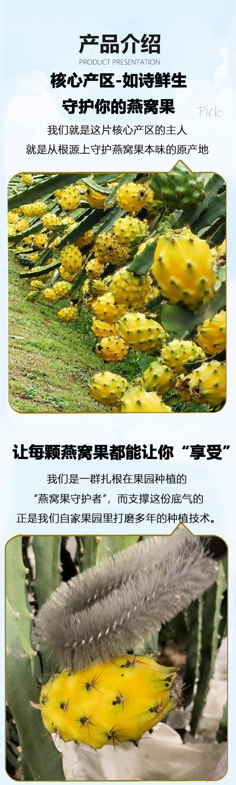 云南版纳大果园基地，燕窝果精品果A果市场精品A果甜度好