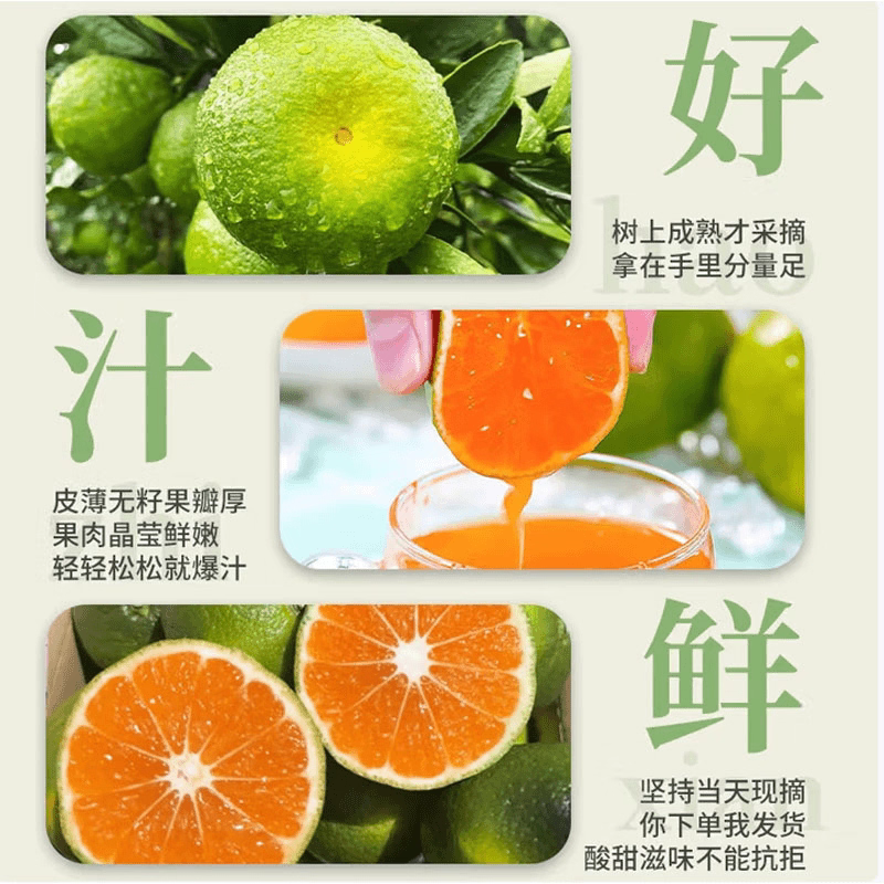 四川蜜橘大量现货供应，现摘现发，规格齐全，可视频看货