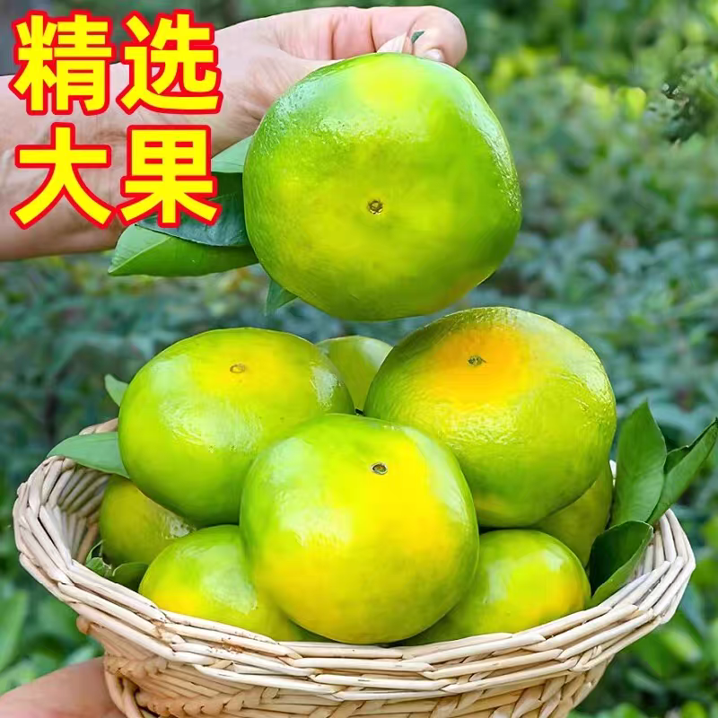 陕西蜜桔早熟蜜桔产地直发诚信做事质量保障货源充足