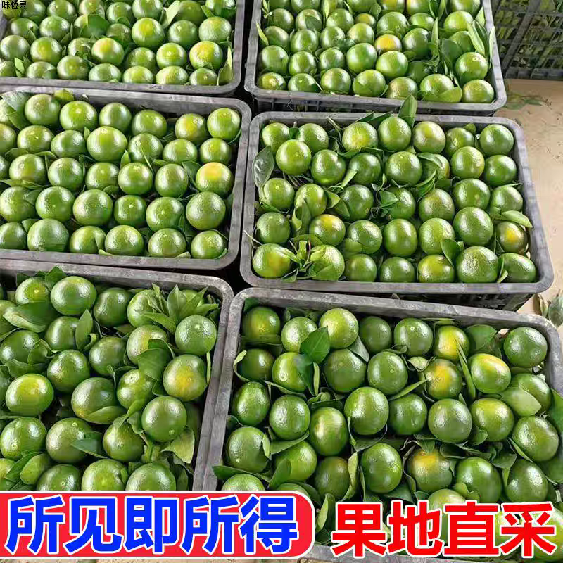 陕西蜜桔早熟蜜桔产地直发诚信做事质量保障货源充足