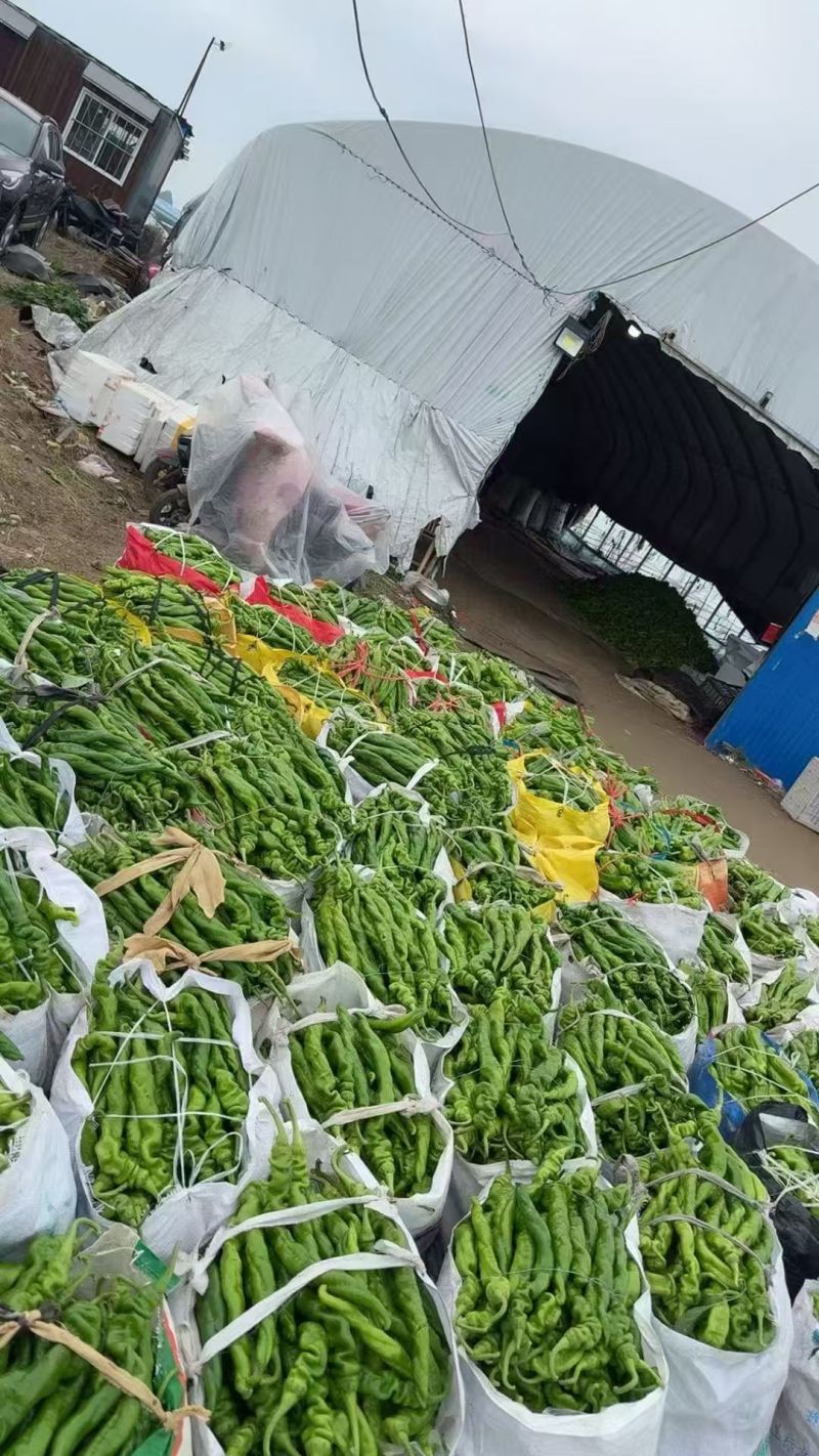 螺丝椒辣椒鲜辣椒口感好价格实惠运输便利欢迎电联