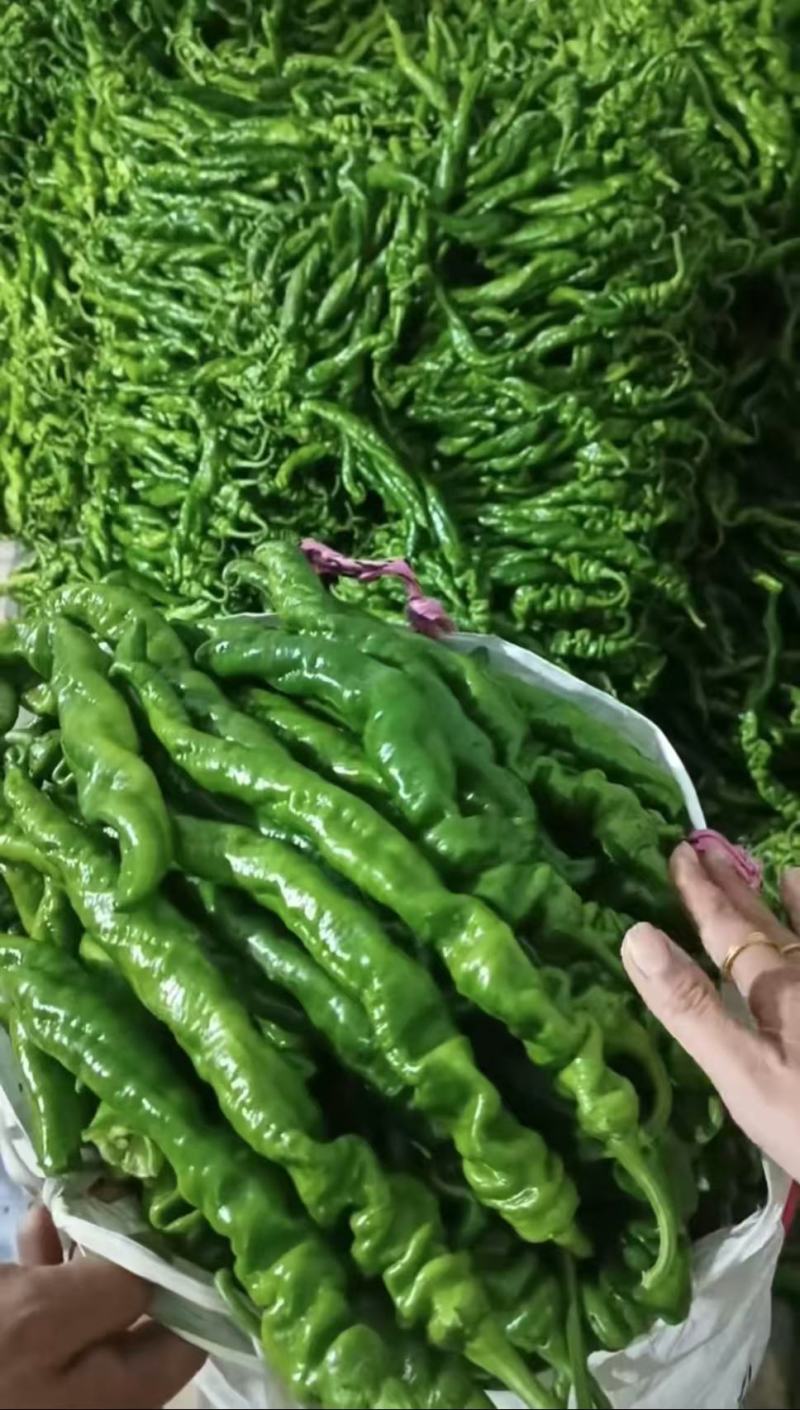 螺丝椒辣椒鲜辣椒口感好价格实惠运输便利欢迎电联