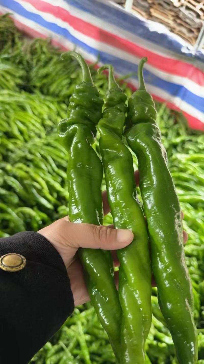 螺丝椒辣椒鲜辣椒口感好价格实惠运输便利欢迎电联