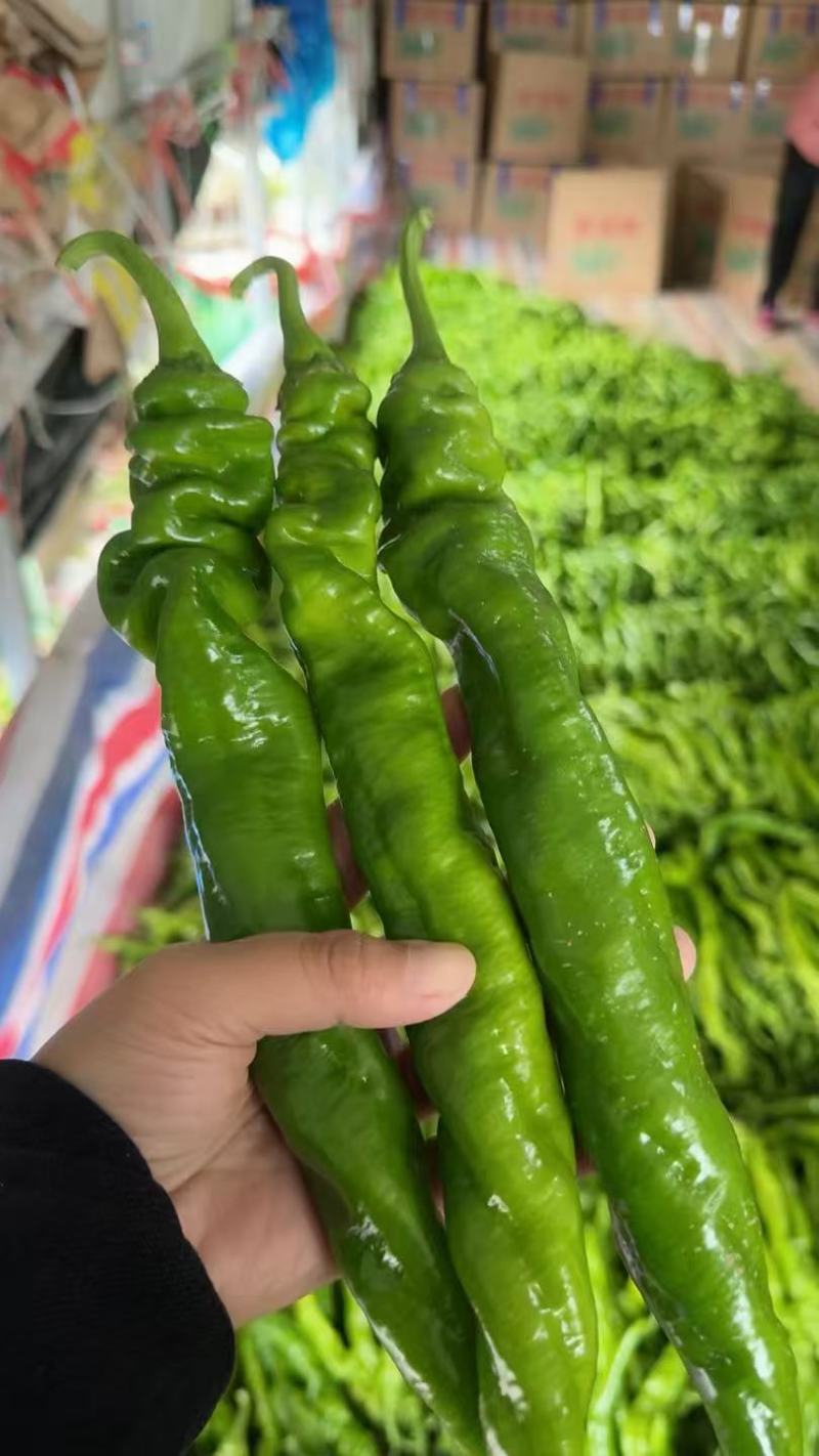 螺丝椒辣椒鲜辣椒口感好价格实惠运输便利欢迎电联