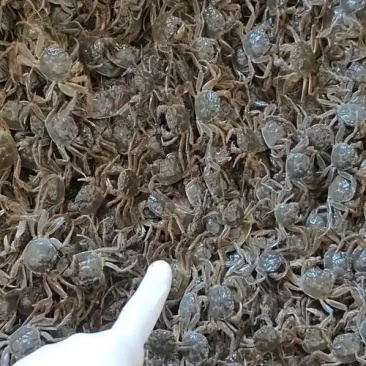 大闸蟹幼苗，蟹苗，大母本螃蟹苗，扣蟹苗，产地直发