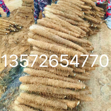 【老板好客】榆林山药白玉山药一手货源可视频看货代发全国