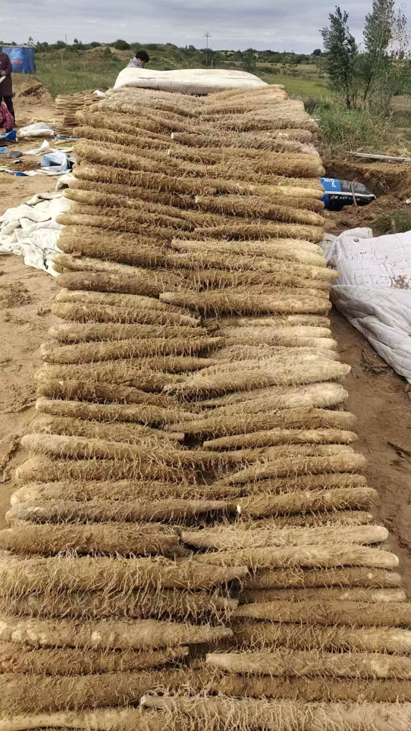 【售后无忧】榆林精品白玉山药产地直发可视频看货，欢迎