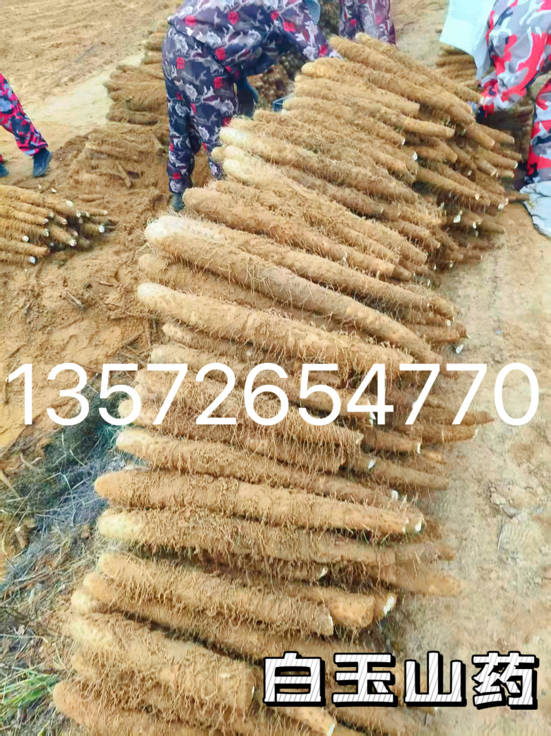 【售后无忧】榆林精品白玉山药产地直发可视频看货，欢迎
