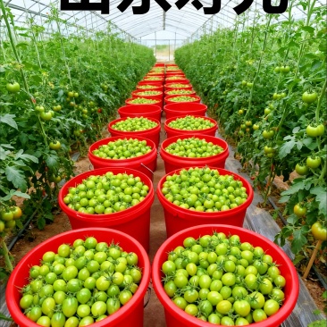 **红色小番茄产地直供批发新鲜看得见货源稳定