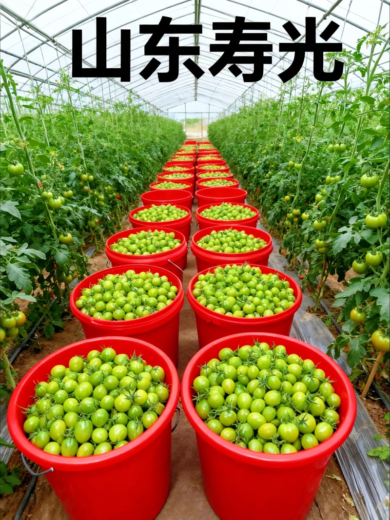 **红色小番茄产地直供批发新鲜看得见货源稳定