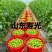 **红色小番茄产地直供批发新鲜看得见货源稳定